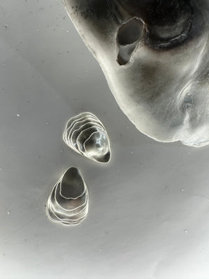 Silver Brackish Oyster Charm